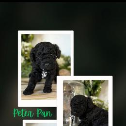 Peter Pan - Black male Goldendoodle puppy in Newdale, Idaho from Canyon Creek Puppies