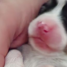 Darla - Black and tan Pembroke Welsh Corgi puppy in Oklahoma from Smiths Companions