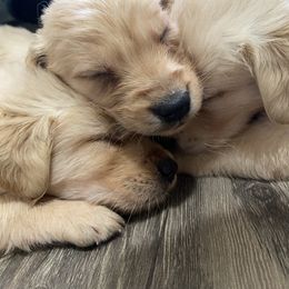 Golden Retriever Puppies from Hearth & Homestead