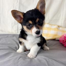 Coco - Black and tan female Pembroke Welsh Corgi puppy in El Dorado Springs, Missouri from Trixie Dixie