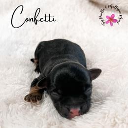 Confetti - Phantom female Maltipoo puppy in Kula, Hawaii from Toy Poodle & Maltipoo Maui