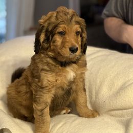 Oliver - Brown male Bernedoodle puppy in Thomasville, North Carolina from Beitzel Babies