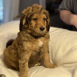 Oliver - Brown male Bernedoodle puppy in Thomasville, North Carolina from Beitzel Babies