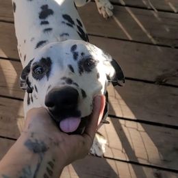 Freckles - White and black Dalmatian puppy in Springfield, Missouri from Developing Spots & Happy Dals