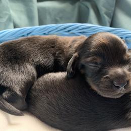 Dachshund Puppies from L & A Dachshunds