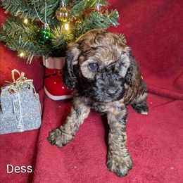 Dess - Black and tan female Cockapoo puppy in Sunset, Louisiana from Cano Cockapoos