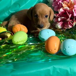 Atlas - Red male Dachshund puppy in Ft Dodge, Iowa from Secret Reality