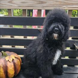 Sunrise - Black female Cockapoo puppy in Mancelona, Michigan from Lavender poodles & doodles