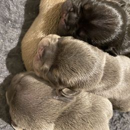 French Bulldog Puppies from Excuse My Frenchies