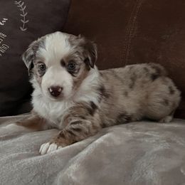 Miniature Australian Shepherd Puppies from Highland Hills Mini Aussies