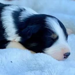 Australian Shepherds from Rocking S Ranch