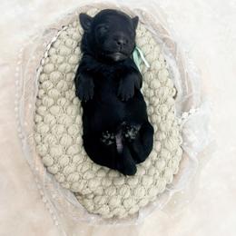 Rhyme - Black female Bernedoodle puppy in North Carolina from Tuxedo Mountain Doodles