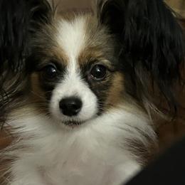 Frieda - Papillon
