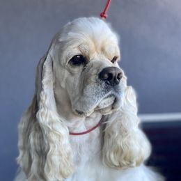 Buddy - Cocker Spaniel