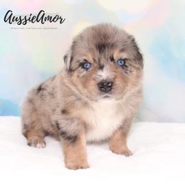 Blue Merle 3 2 Blue eyes - Blue merle male Miniature Australian Shepherd puppy in Pinehurst, Texas from Aussie Amor