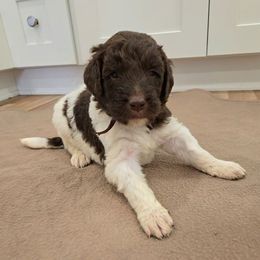 Pebbles - female Newfypoo puppy in Mckenzie, Tennessee from Small Town Doodles & Poodles