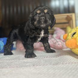 Grey - Black white and tan male Cocker Spaniel puppy in Bearden, Arkansas from Pups of the Pines