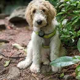 Australian Labradoodle, Bernedoodle, and Goldendoodle Puppies from Frosty & Ginger Co Home of Doodles