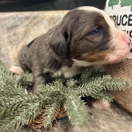 Girl 3 - female Bernedoodle puppy in Temecula, California from Country Hills Doodles