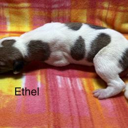 Ethel - White and red brindle female Whippet puppy in Plainfield, Indiana from Rose Acre Whippets