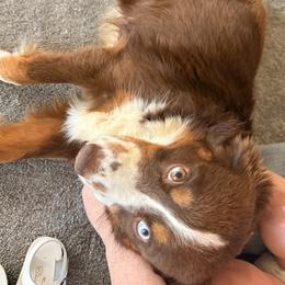Cinch - Miniature Australian Shepherd