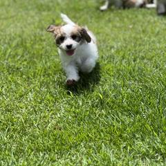 Cavachon, Cavalier King Charles Spaniel, and Cavapoo Puppies from LierChonPoo