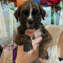 Kickin Roosters Thresh (Lt. Blue Collar) - Brindle male Boxer puppy in Alpine, New York from Kickin Rooster AKC Boxers