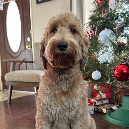 Molly - Goldendoodle