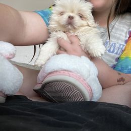 Pekingese Puppies from TXNVGALPEKES