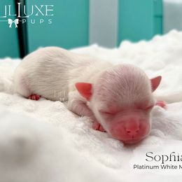 Girl 2 - female Morkie puppy in Scottsdale, Arizona from Lil Luxe Pups