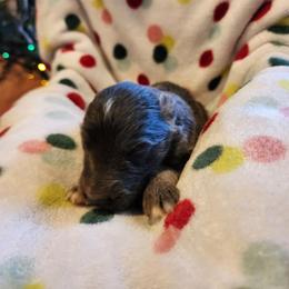 Lazuli - Blue female German Shepherd puppy in Los Lunas, New Mexico from Mali's German Shepherds