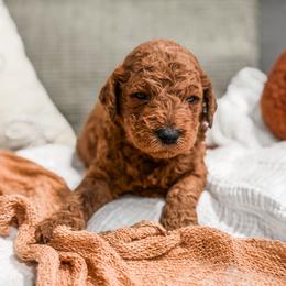 Red collar boy - Red  male Goldendoodle puppy in Spokane, Washington from Dream Doodles in Spokane WA