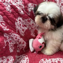 Pink Toy male puppy - Red and white male Shih Tzu puppy in Redmond, Oregon from Jazzie Shih Tzu