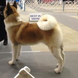 Akita All Grown Up from Shinto Akitas