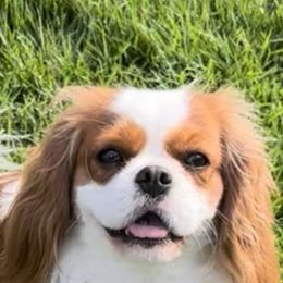 Tinker - Cavalier King Charles Spaniel