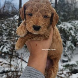 Buddy (the Elf) - Apricot male Goldendoodle puppy in Pennsylvania from Pennsylvanian Puppies