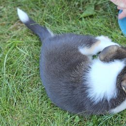 Pembroke Welsh Corgi Puppies from Enchanted Corgis