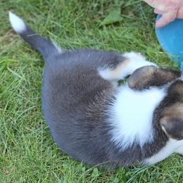 Pembroke Welsh Corgi Puppies from Enchanted Corgis