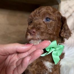 Ray - Merle male Goldendoodle puppy in Decatur, Texas from Scherrer Sweet Goldendoodles