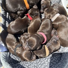 Boykin Spaniel Puppies from Lynn Ashcraft