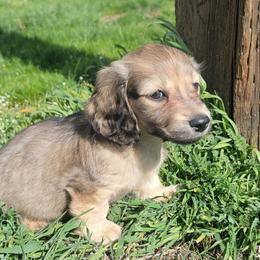 Puppy 3 G darker - Cream female Dachshund puppy in Klamath Falls, Oregon from Luvindoxys4u