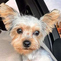 Yorkshire Terriers from Kandi’s Precious Pups