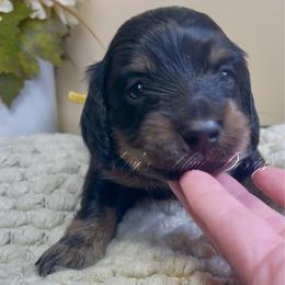 Adonis - Black and tan male Dachshund puppy in Jena, Louisiana from Amy’s Mini Doxies
