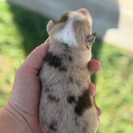 Annie - Blue merle female Miniature Australian Shepherd puppy in North Lakeport, California from Wild Rose Ranch