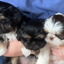 Shih Tzus from Heavenly Kennels