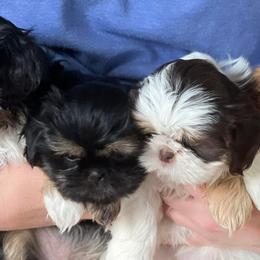 Shih Tzus from Heavenly Kennels