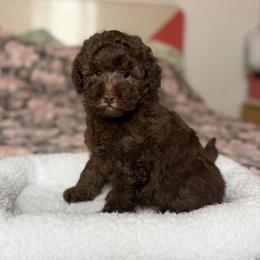 Gemma Cafe Au Lait - Silver-beige  female Poodle puppy in Franklin Park, Illinois from Windy City Majestic Toy Poodles