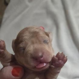 Boy 2 - Dapple male Dachshund puppy in Cowen, West Virginia from Bennett Babies
