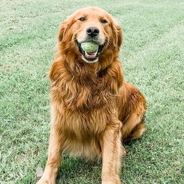Goldendoodles and Golden Retrievers from Hilltop Homestead Doodles