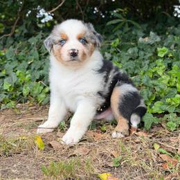 Stryker - Blue merle male Australian Shepherd puppy in Troy, South Carolina from Lana Corley- Australian Shepherds of 3/W Farms